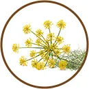 Camomila